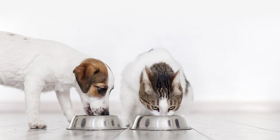 Identifique infestação em alimentos para pets. Pets comendo.