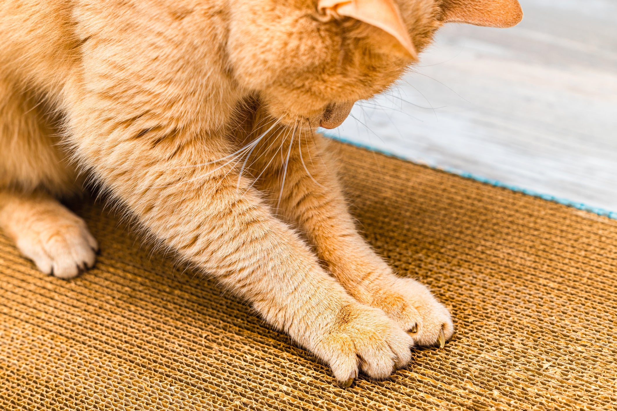 Além de afiar as unhas do gato, o hábito de arranhar também ajuda no bem-estar emocional dos pets
