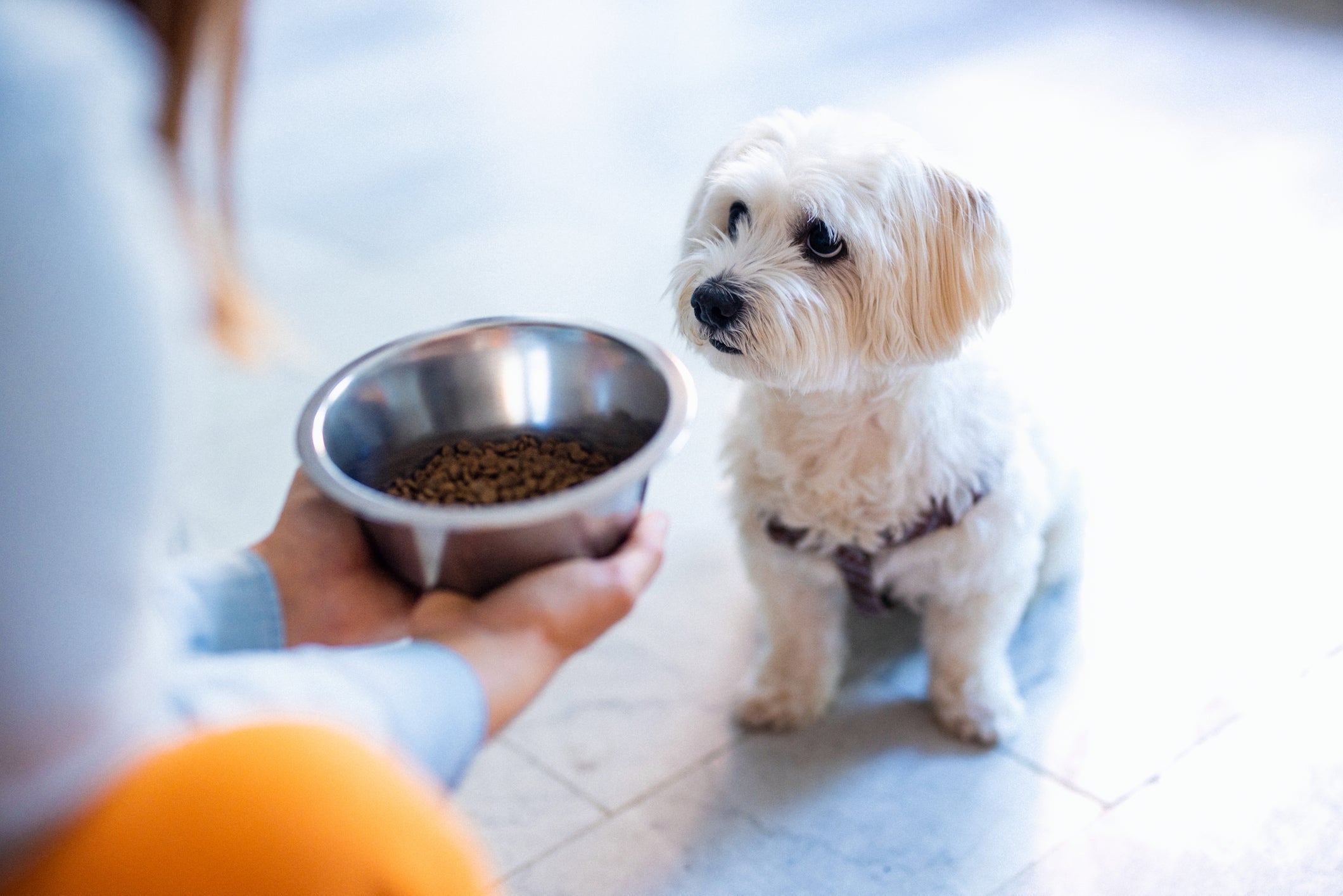 O desinteresse do cachorro pela ração pode ter relação com hábitos inadequados dos tutores
