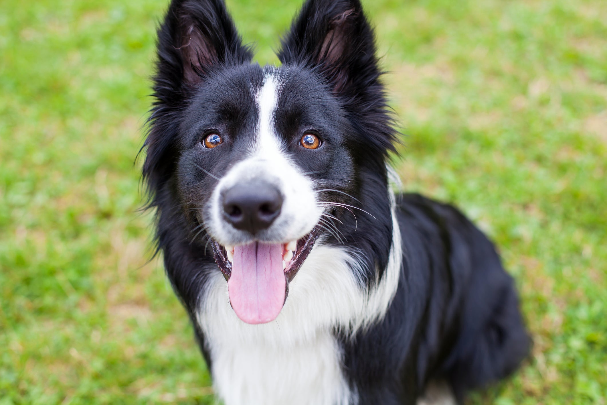 O Border Collie é um dos cachorros mais inteligentes do mundo e tem um nível alto de energia
