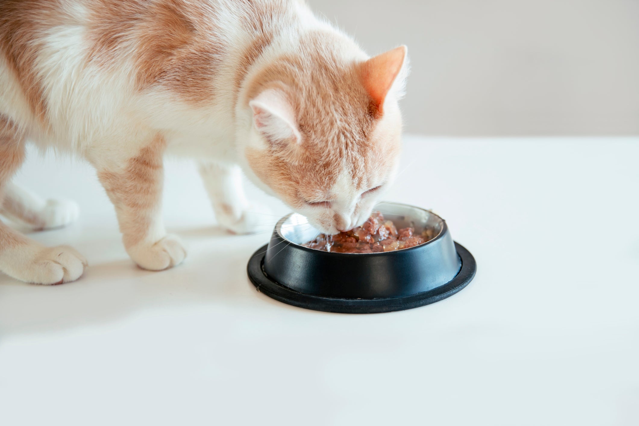 O sachê para gato é um excelente aliado da saúde do animal, favorecendo a hidratação diária