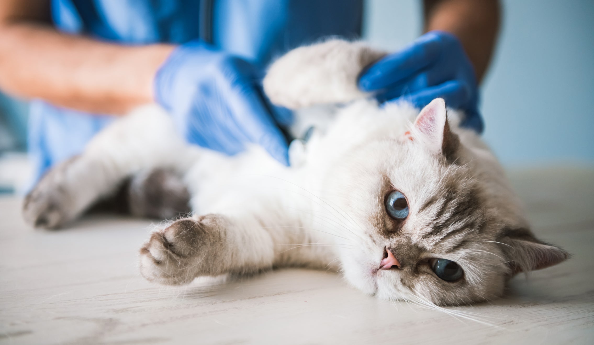 Identificar a esporotricose felina no início é essencial para evitar o contágio de outros animais e humanos