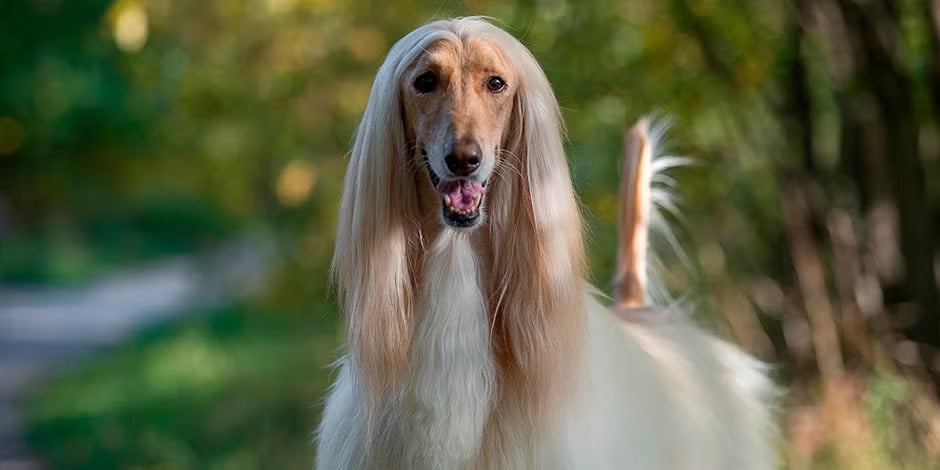Raças de cachorros peludos – Cão afegão Raças de cachorros peludos. Cão afegão vista frontal.