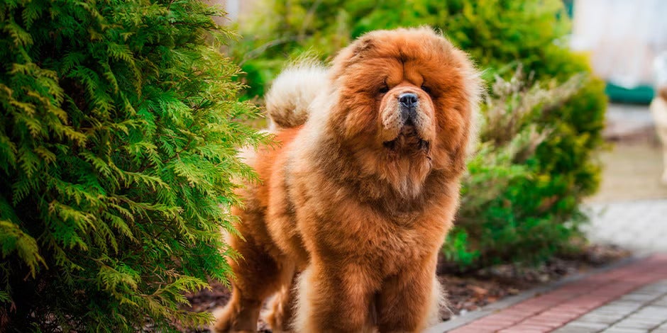 Raças de cachorros peludos Chow chow Raças de cachorros peludos Chow Chow marrom de pé