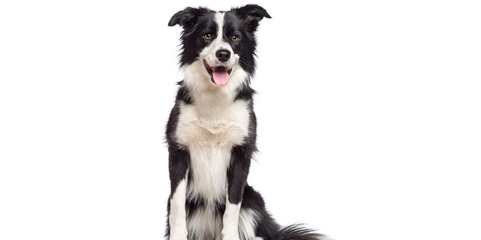 Raças de cachorros peludos - Collie Raças de cachorros peludos. Collie deitado na grama.