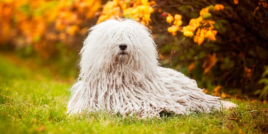 Raças de cachorros peludos – Komondor Raças de cachorros peludos. Komondor deitado na grama.