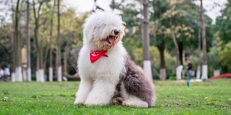 Raças de cachorros peludos – Pastor inglês Raças de cachorros peludos. Pastor inglês sentado no parque.