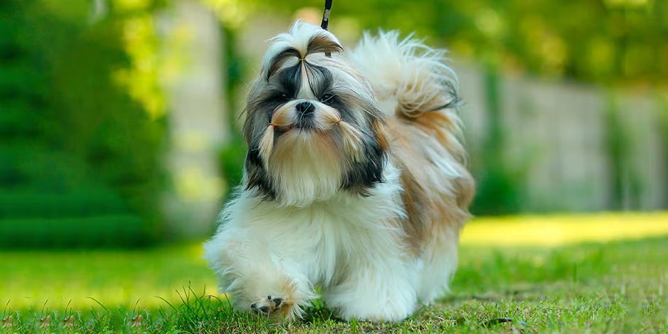 Raças de cachorros peludos – Shih-tzu Raças de cachorros peludos. Shih-tzu caminhando na grama.