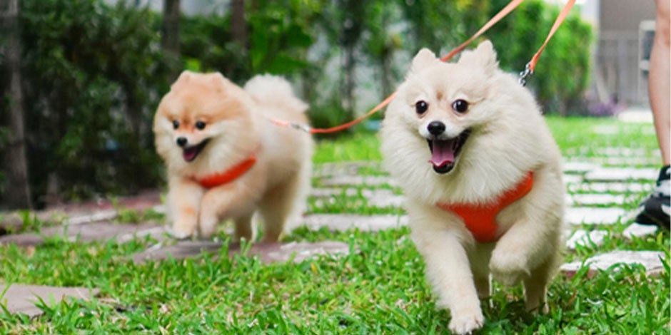 Raças de cachorros peludos 