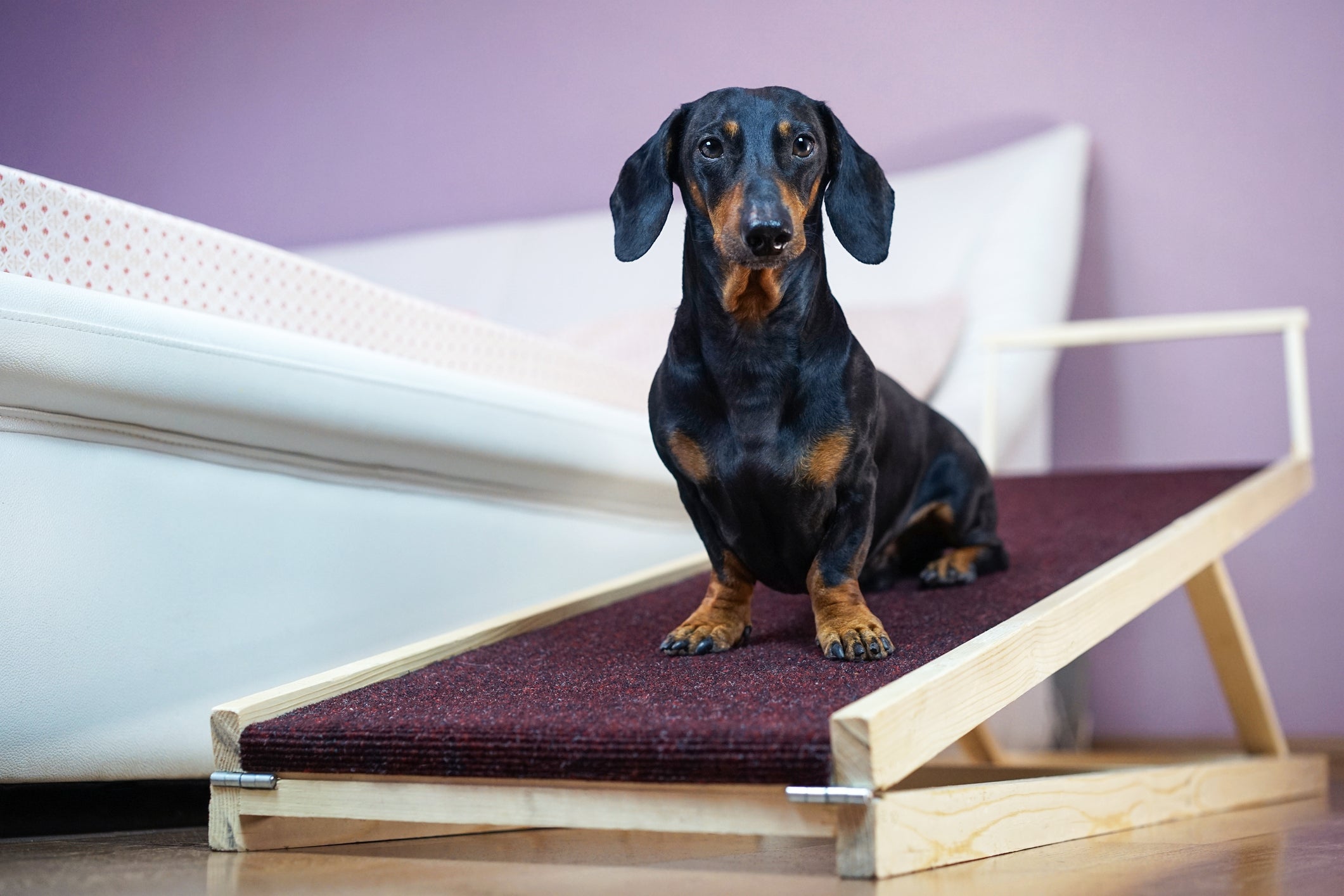 A rampa para cachorro é uma boa opção para animais idosos, de pequeno porte e com problemas nas articulações