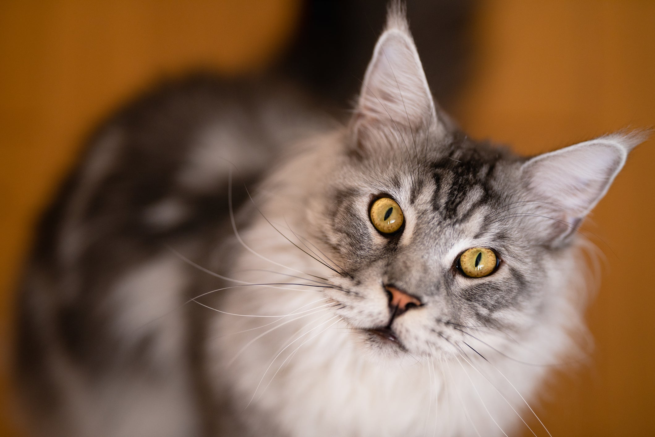 Maine Coon é a raça de gato gigante que encanta pela aparência imponente e personalidade única