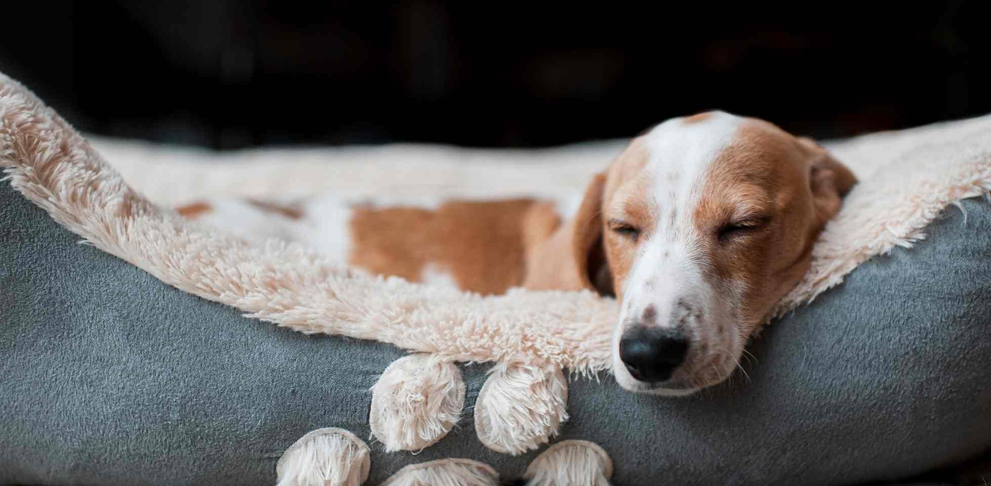 Cachorro dormindo confortavelmente em sua cama depois de uma rotina.
