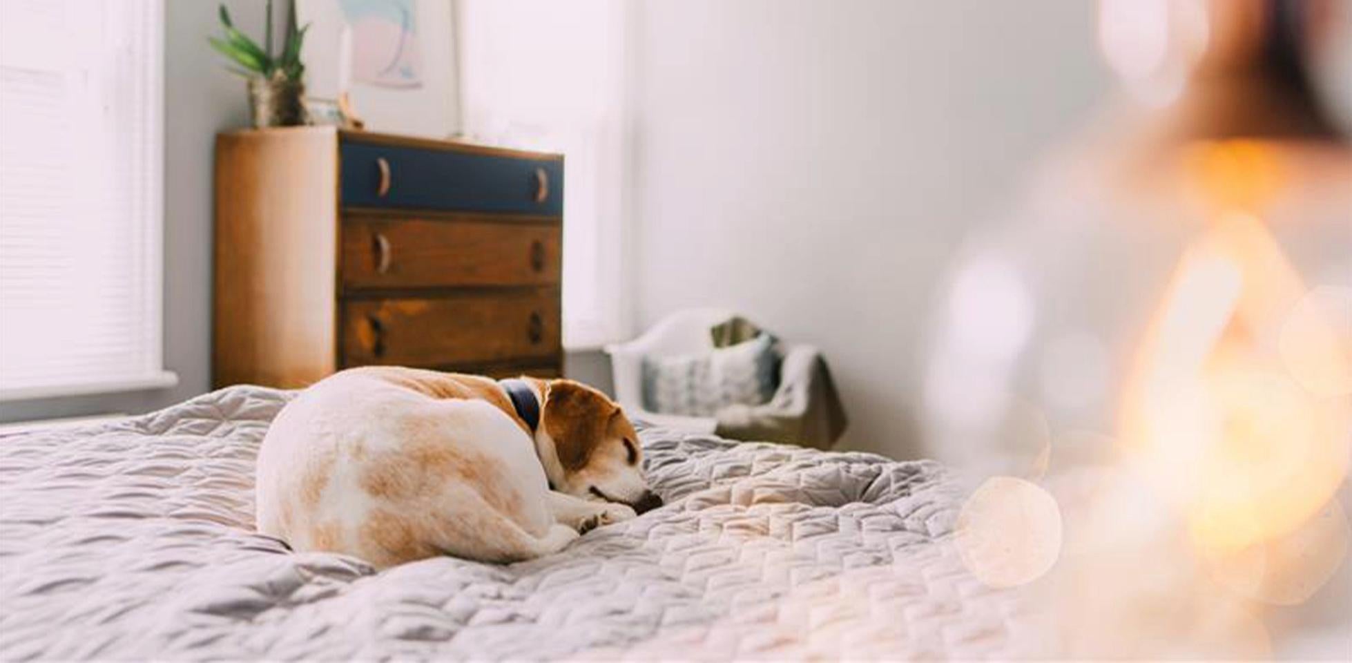 Os cães são crepusculares, por isso não é incomum ver um cachorro dormindo à meia-noite e ao meio-dia.