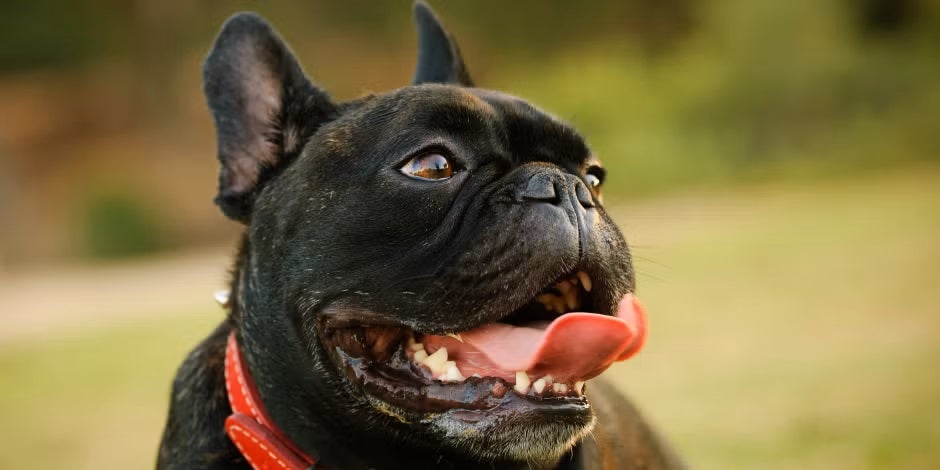 Aprenda com a PURINA® o porquê do cachorro ofegante como este Bulldog francês preto.