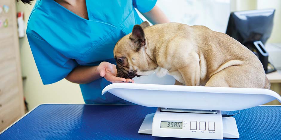 Saber por que os cães ofegam ajudará a manter o bem-estar deles. Pug em balança de peso, passando por check-up veterinário.