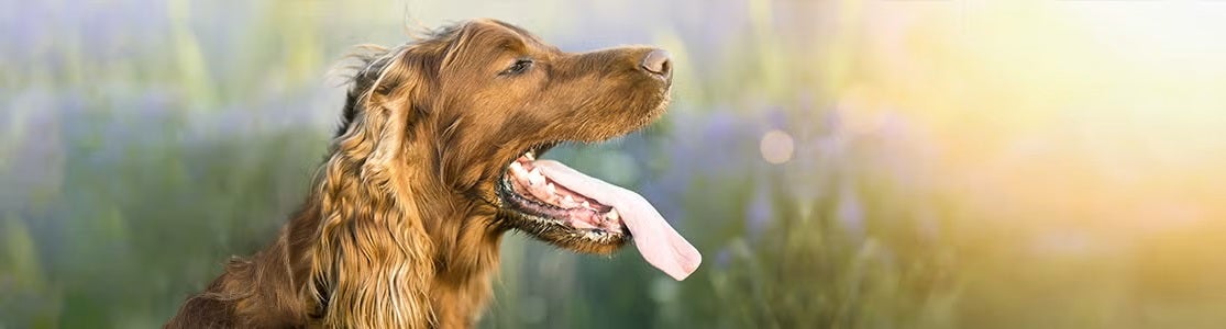 Cachorro ofegante. Setter Irlandês ofegante