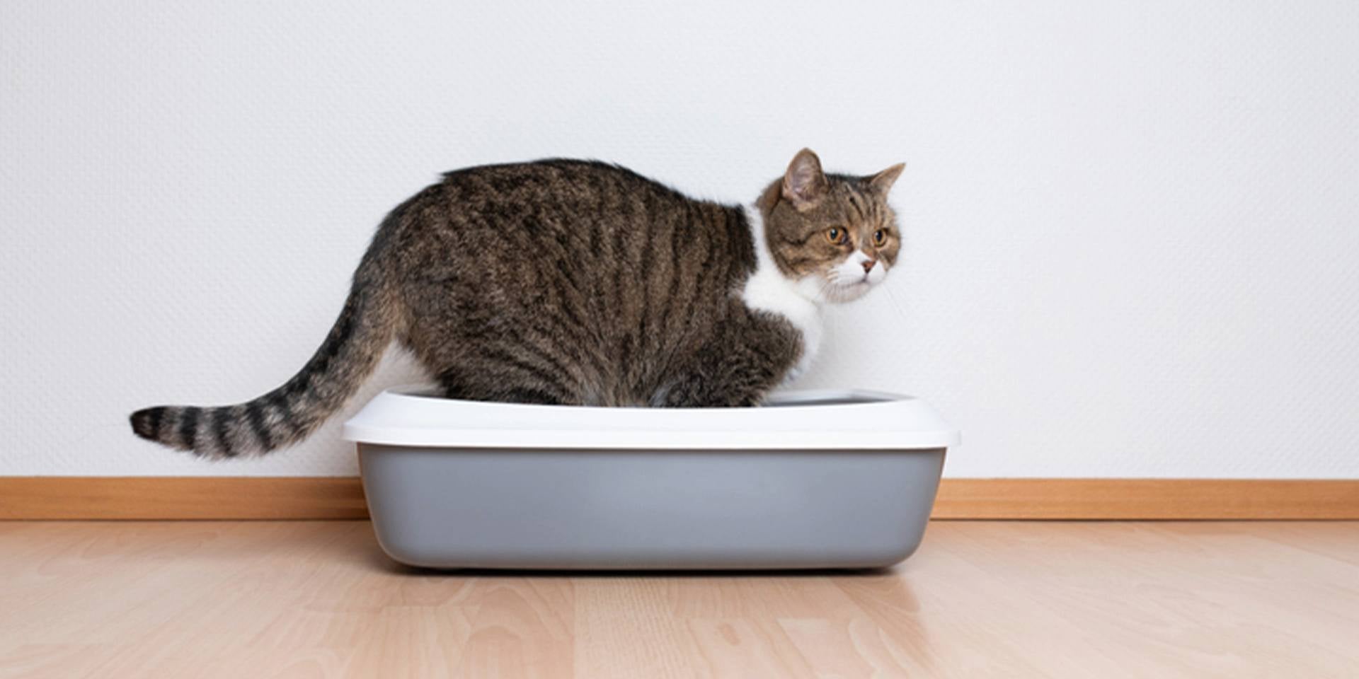 Gatinho dentro de sua caixa de areia, onde ele estará constantemente em casos de gato com diarreia.