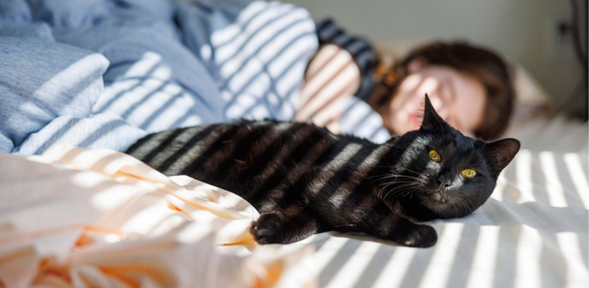 Gato preto com olhos amarelos deitado na cama ao lado de seu tutor.