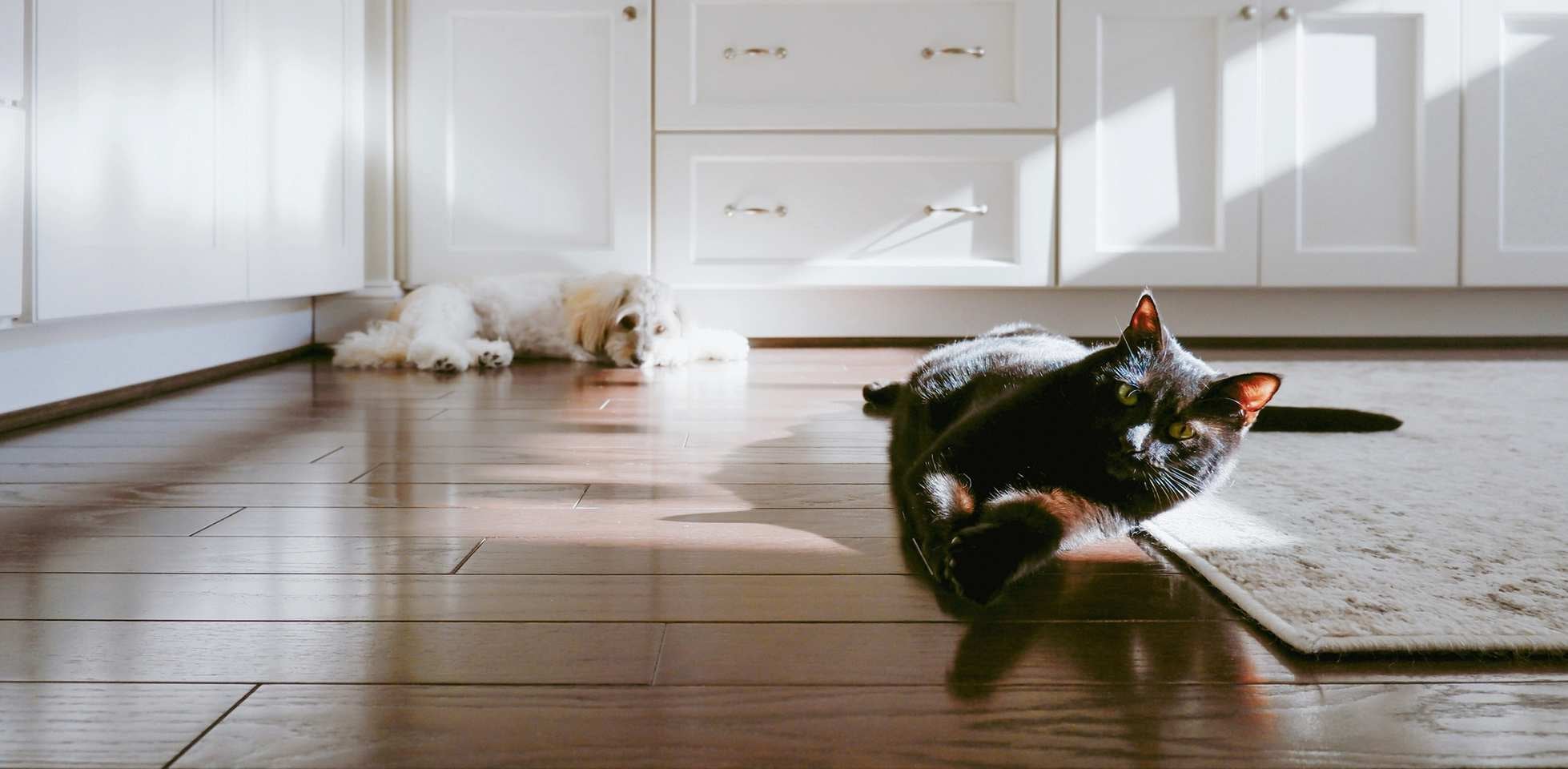 Gato preto com olhos amarelos deitado no chão tomando sol.