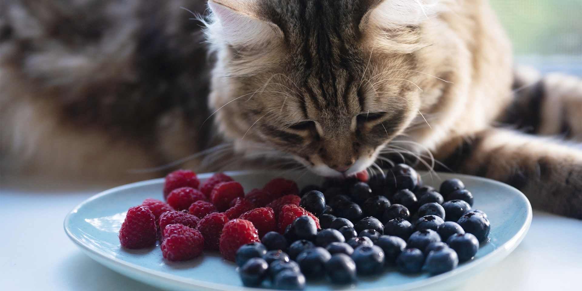 Os gatos podem comer manga e outras frutas, como este gatinho experimentando mirtilos e morangos.