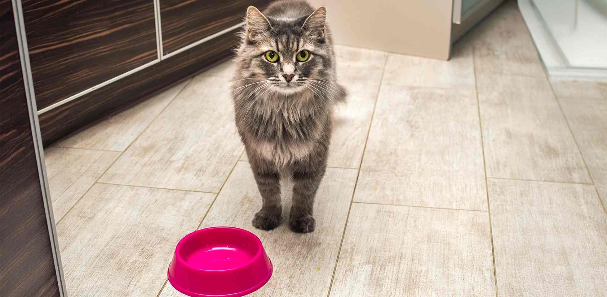 Gatinho esperando comida em frente à tigela, gatos podem comer manga.