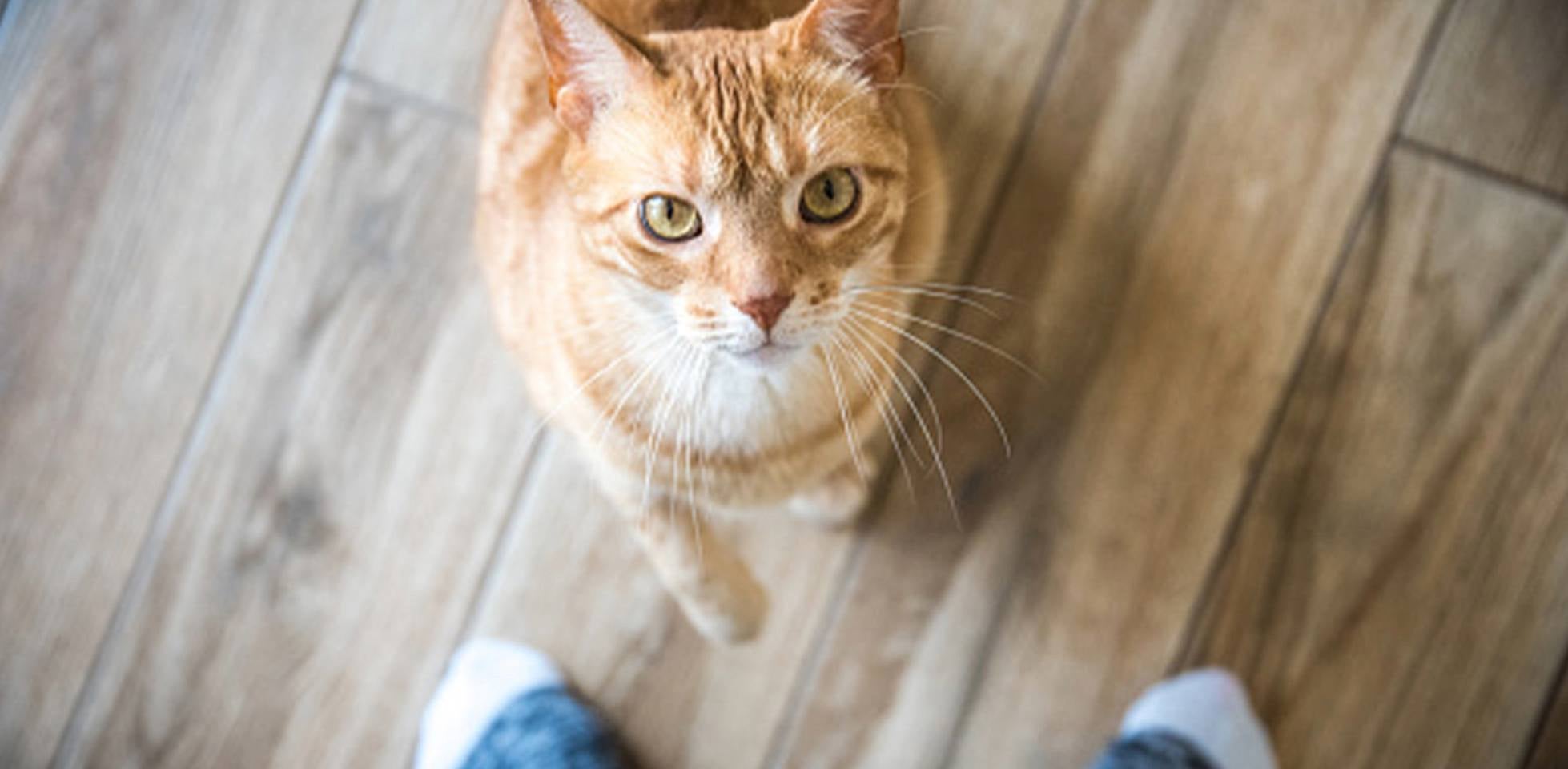Gatos podem comer manga? Gatinho, curioso, olha para seu dono.