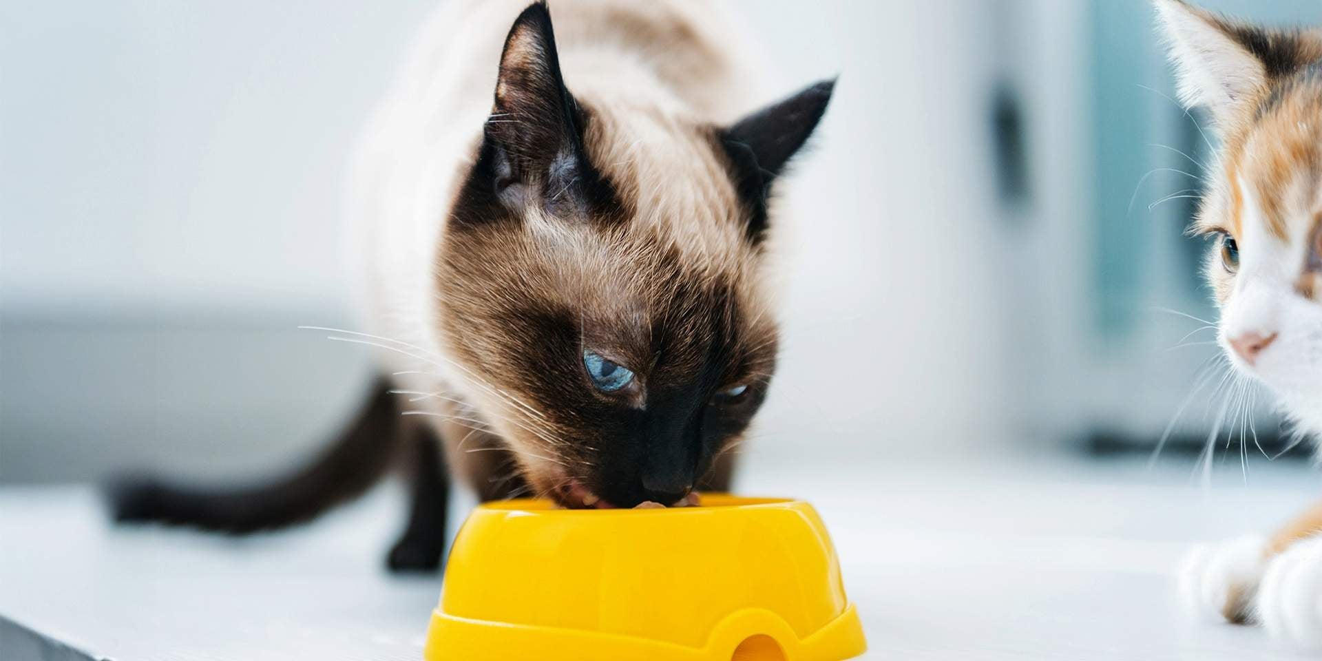 Gatos podem comer manga? Gato siamês comendo diretamente da tigela