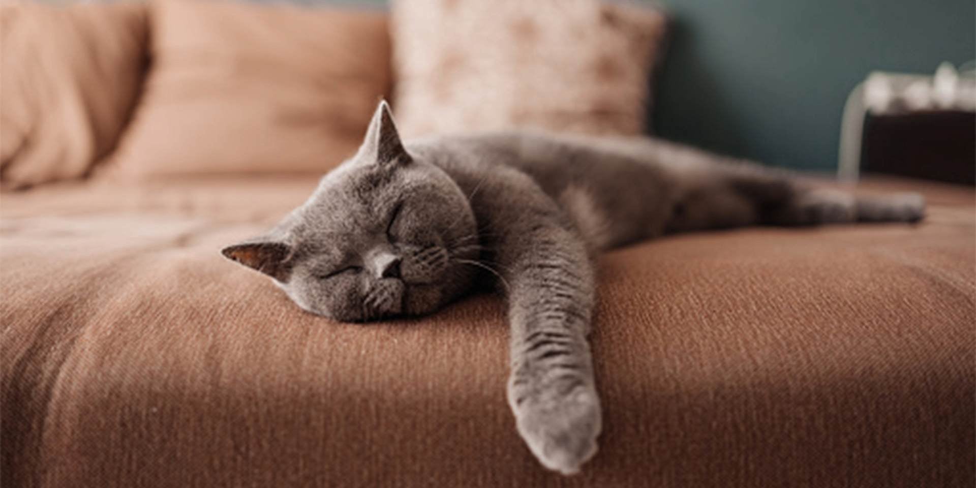 Geralmente, os gatos roncam, mas os braquicefálicos são mais propensos a isso. Gato dormindo..