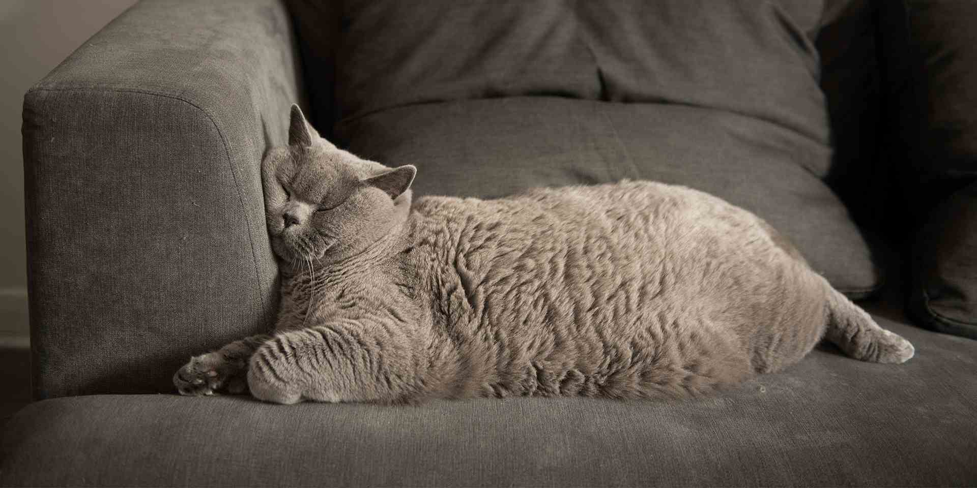 Os gatos roncam, principalmente quando dormem em posições incomuns, como a da foto.