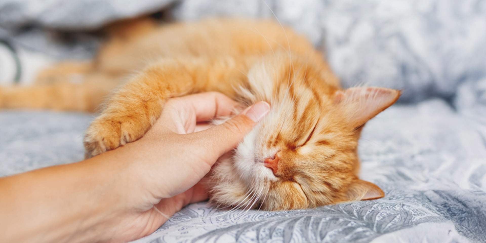 Gatos roncam se tiverem corpos estranhos nas vias aéreas. Um dono de gato mima um gato que ronca.