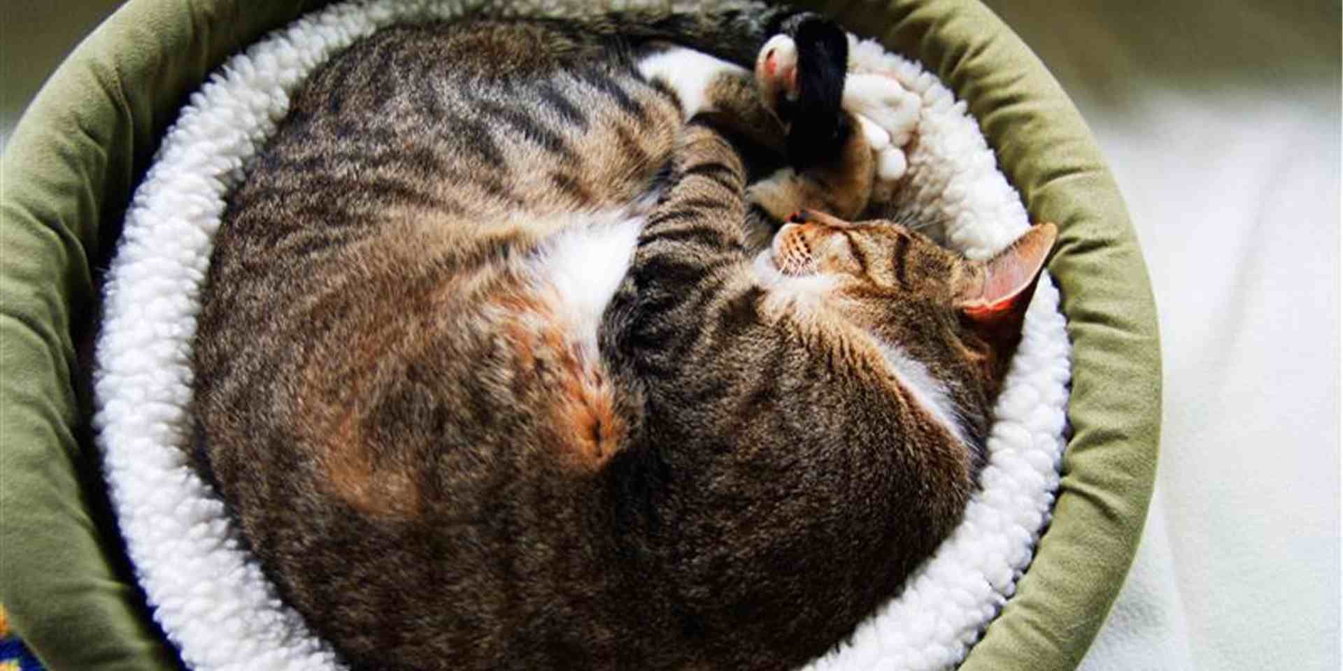 Gatos roncam: gato dormindo em sua cama