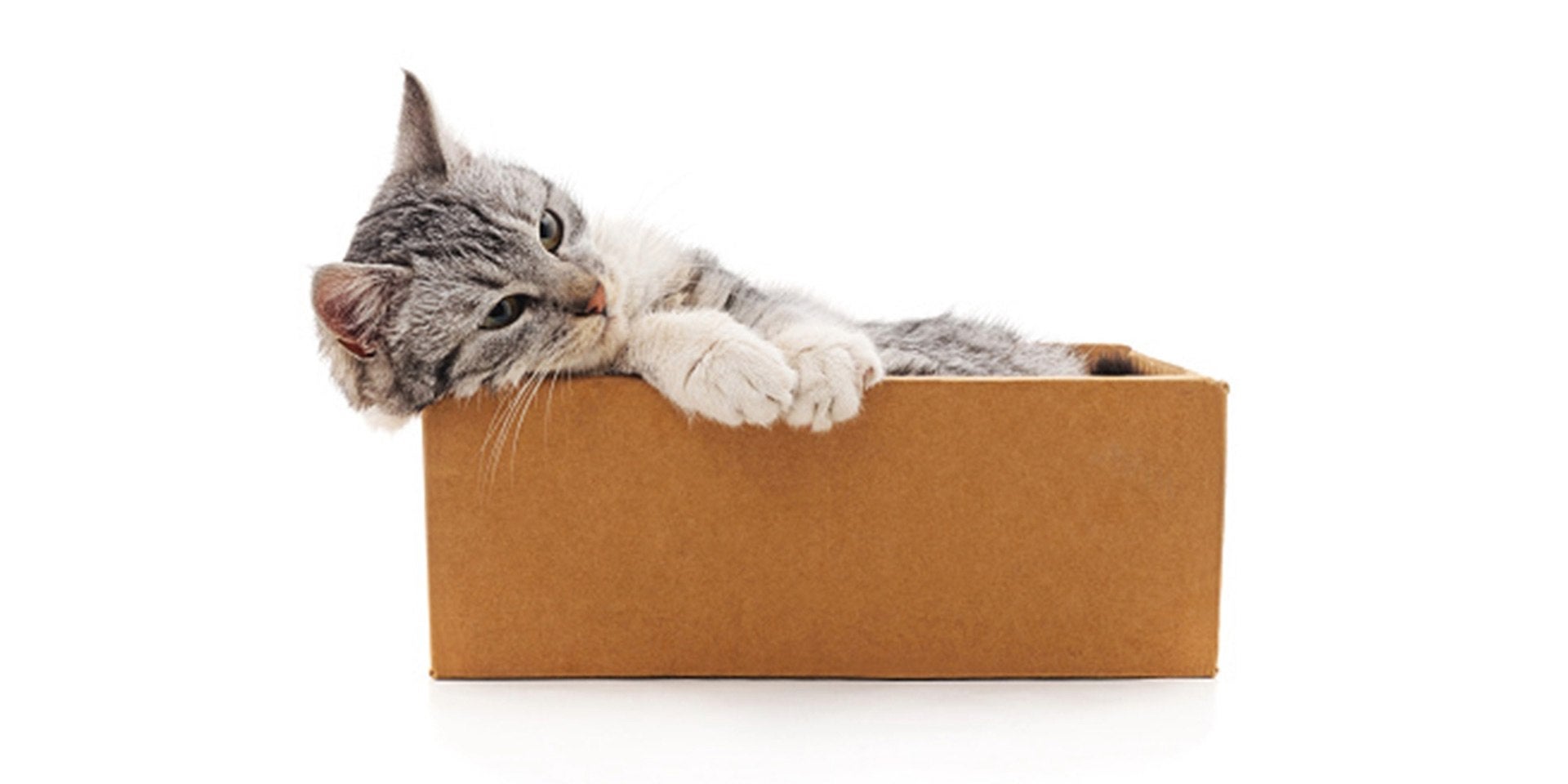 Gato malhado triste dentro de uma caixa.