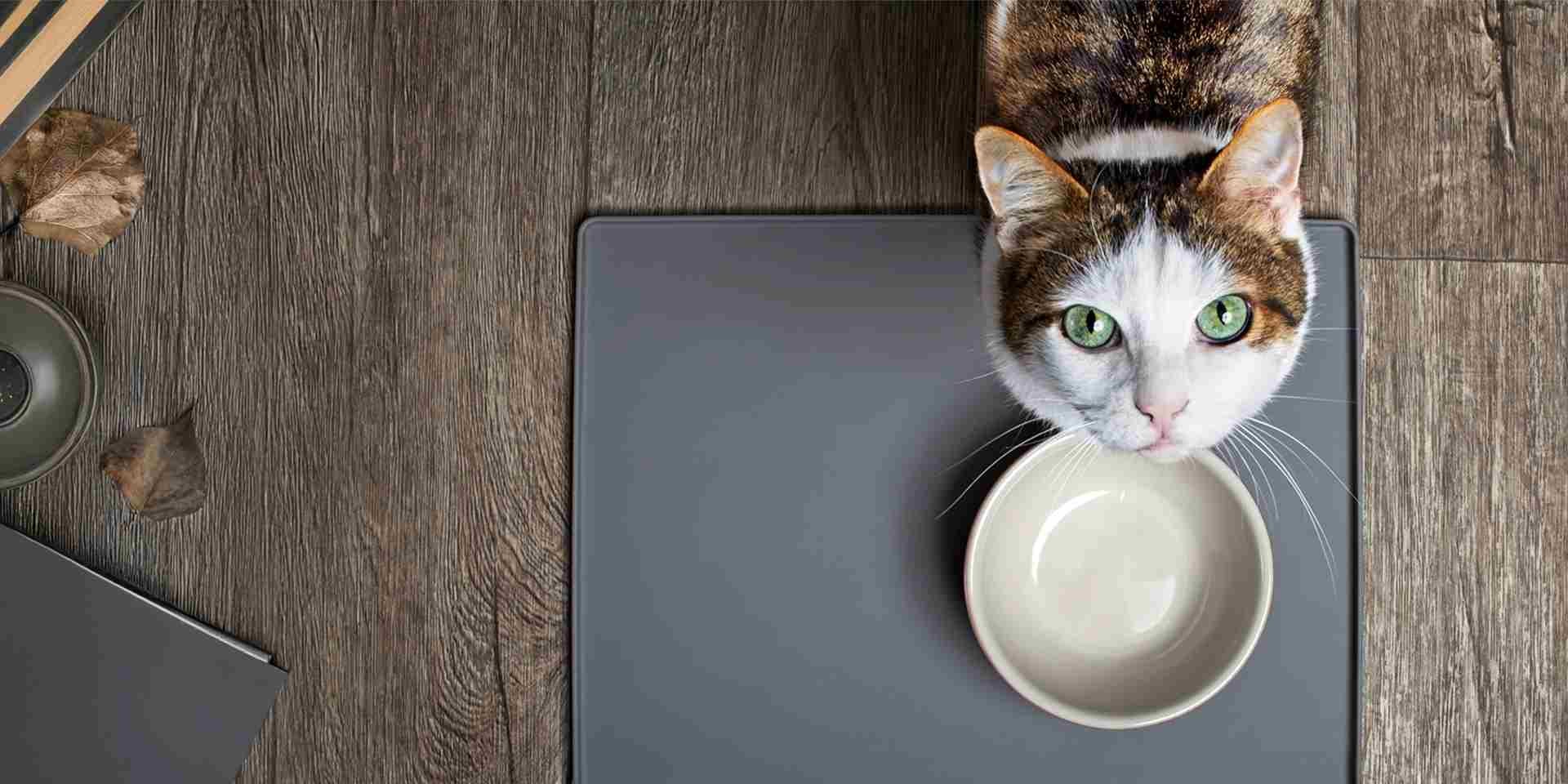 Gatos podem comer cenoura. Gato esperando sua porção de cenouras ao lado de sua tigela de comida.