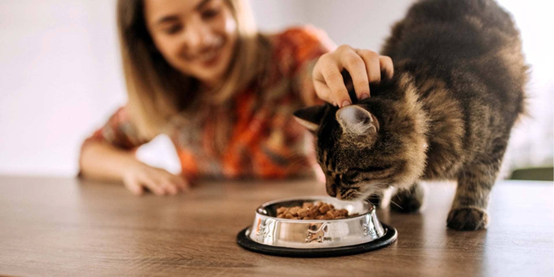 Gatos podem comer cenouras, tutor alimentando seu gatinho.