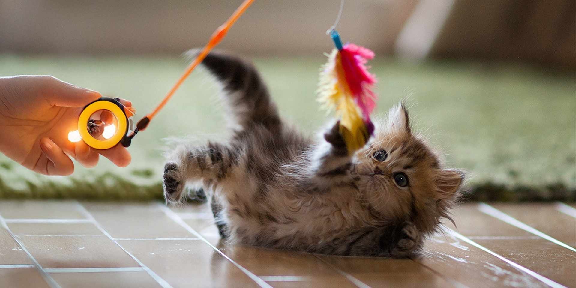 Depois de algumas semanas, os gatinhos recém-nascidos começarão a brincar e explorar. Gatinho brincalhão com uma pena.