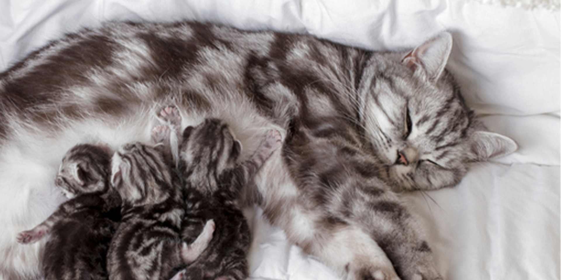 Grupo de gatinhos recém-nascidos sendo amamentados pela mãe.