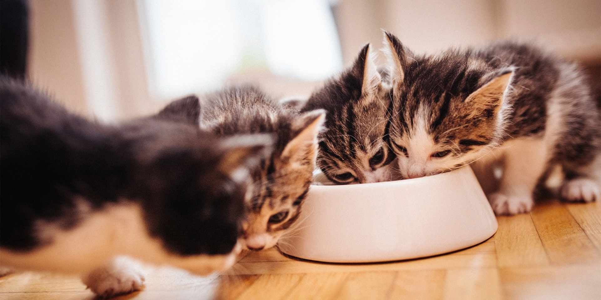 Grupo de gatinhos recém-nascidos se alimentando após o desmame.