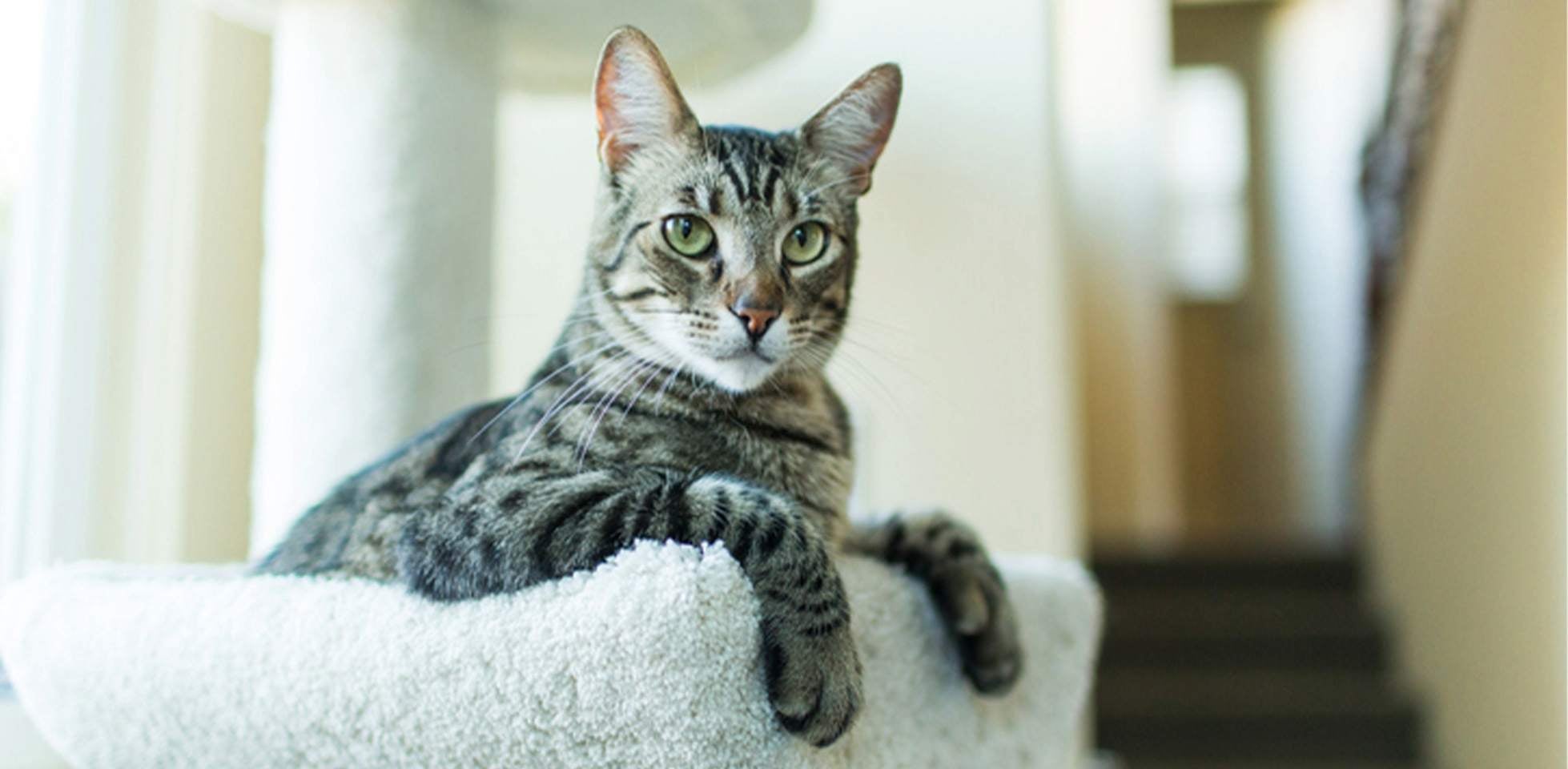 Gato ronronando em seu lugar favorito. O que é o ronronar do gato?