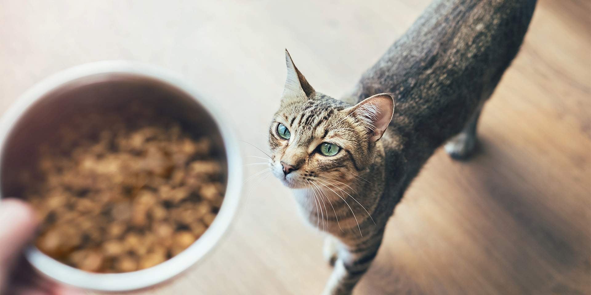 Gato malhado observando sua comida. Vitamina A para gatos.