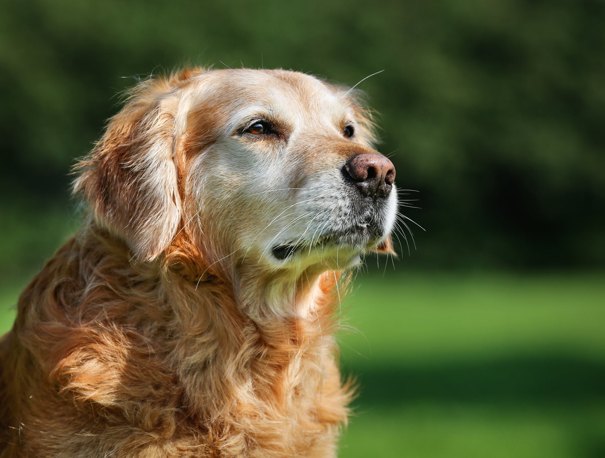 Cachorro idoso precisa de uma alimentação especial para atender às necessidades específicas dessa fase
