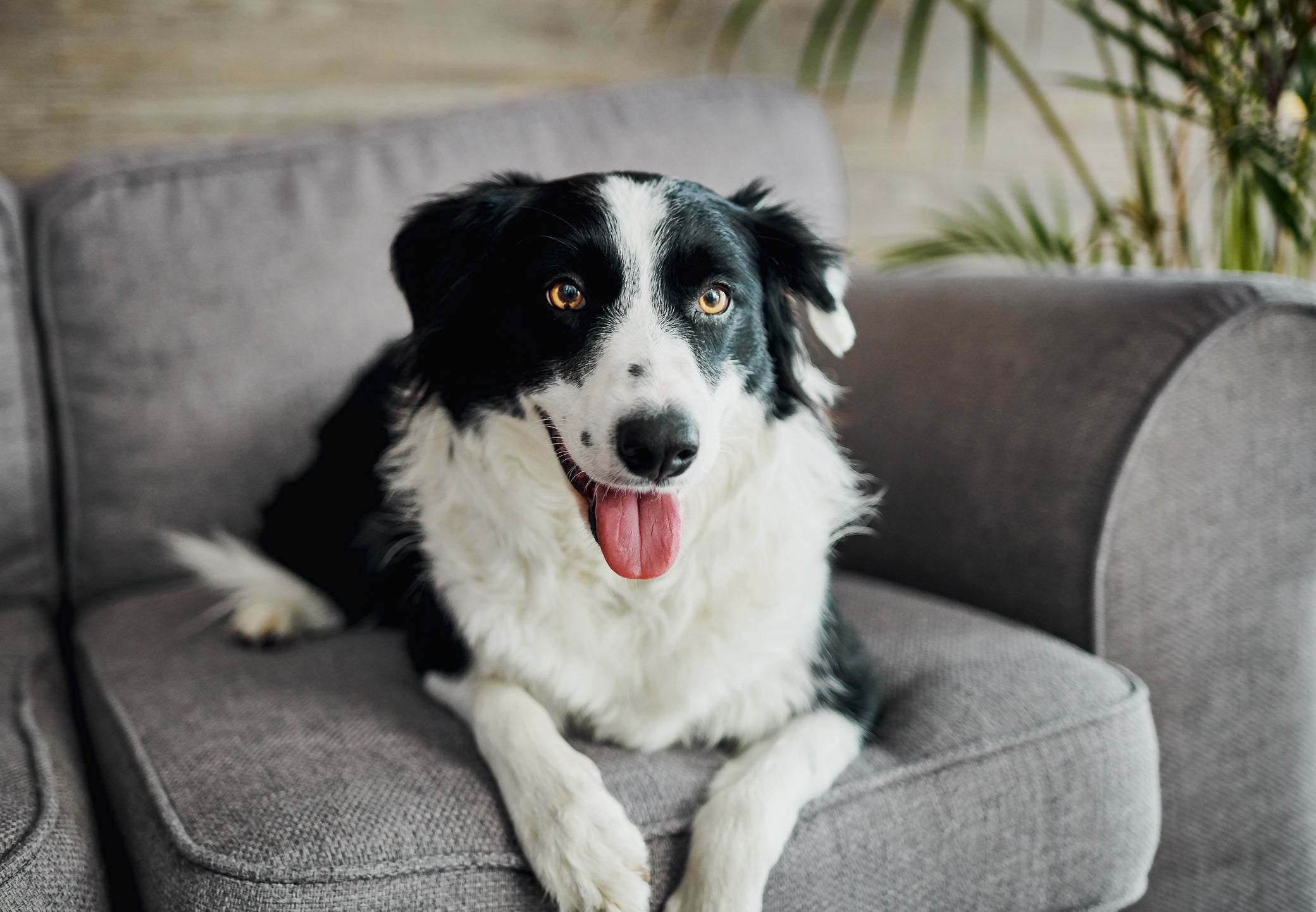 O Border Collie é um cachorro que precisa de estímulos físicos e mentais constantes