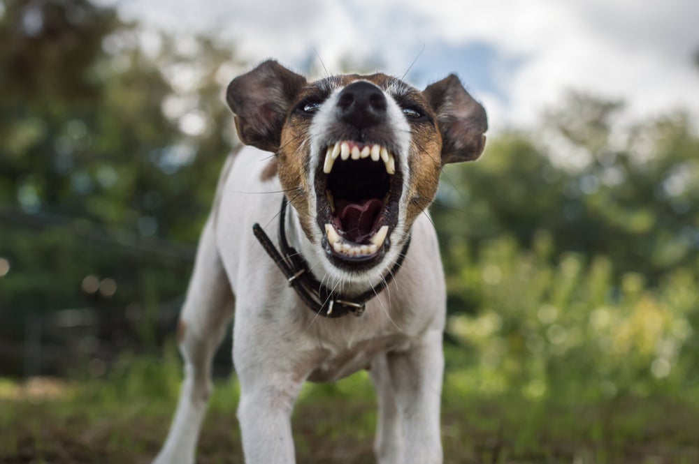 Violências diretas, ambientes estressantes e até negligência podem deixar o cachorro agressivo