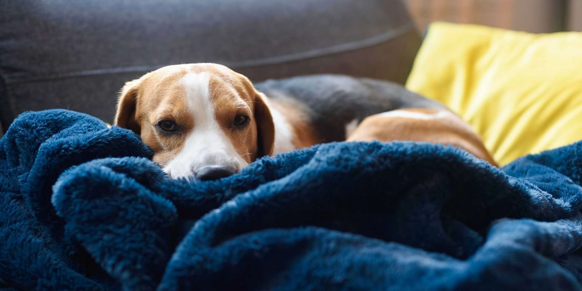 Os cachorros sonham, Beagle deitado na cama