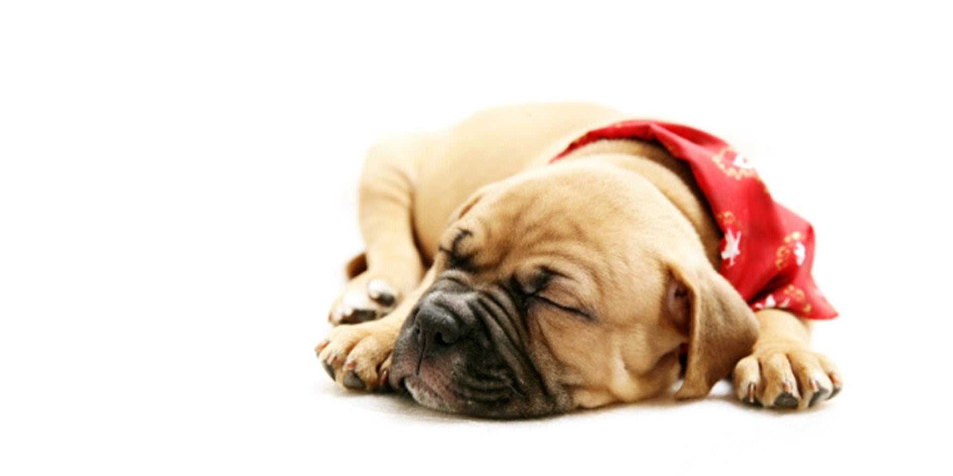 Os cachorros sonham, sendo mais comum em idosos e em filhotes como o dorminhoco da imagem.