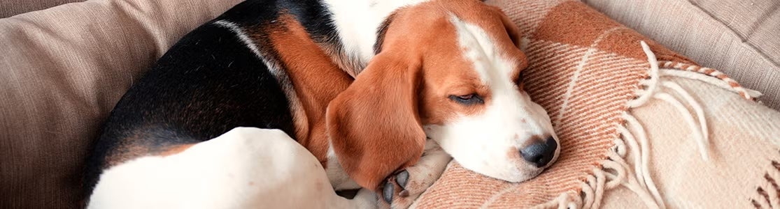 Os cachorros sonham, assim como este beagle sonolento..