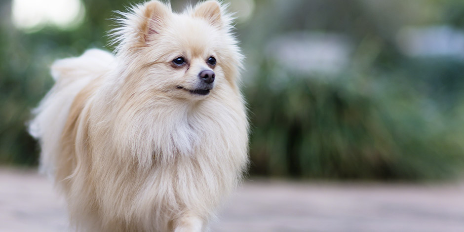 Cachorro Pomerânia sem caspa em cachorro.