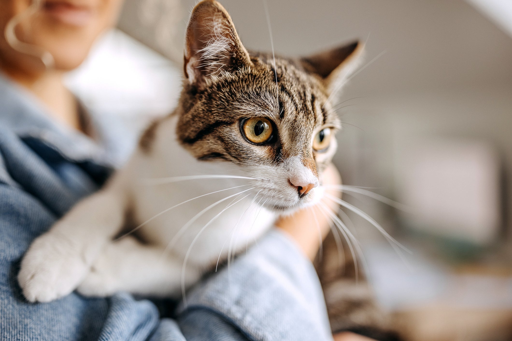 A mudança brusca de rotina e um novo ambiente podem desestabilizar um gato recém-adotado