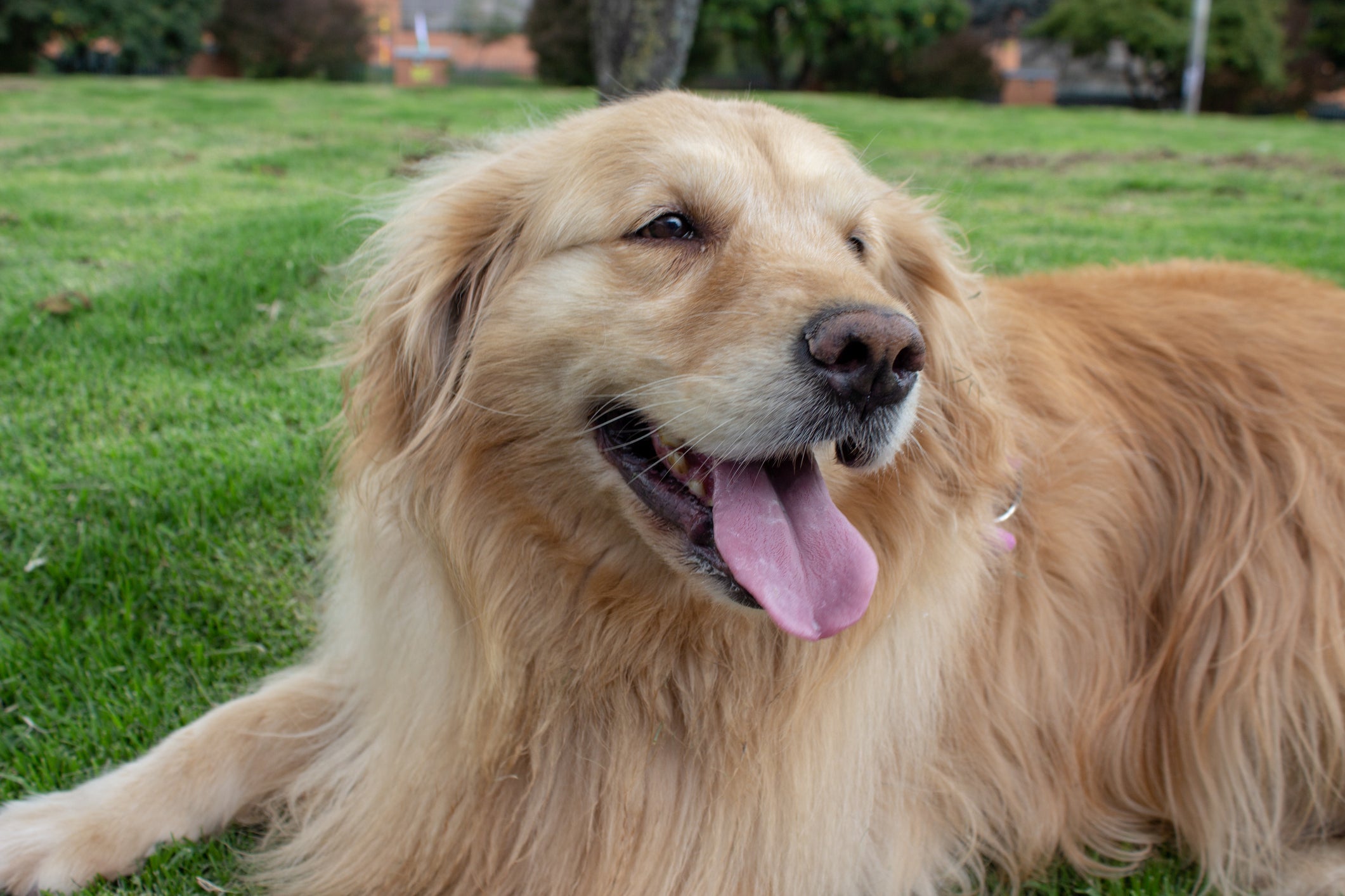 Cães da raça Golden Retriever são conhecidos por sua pelagem longa, lisa e brilhante