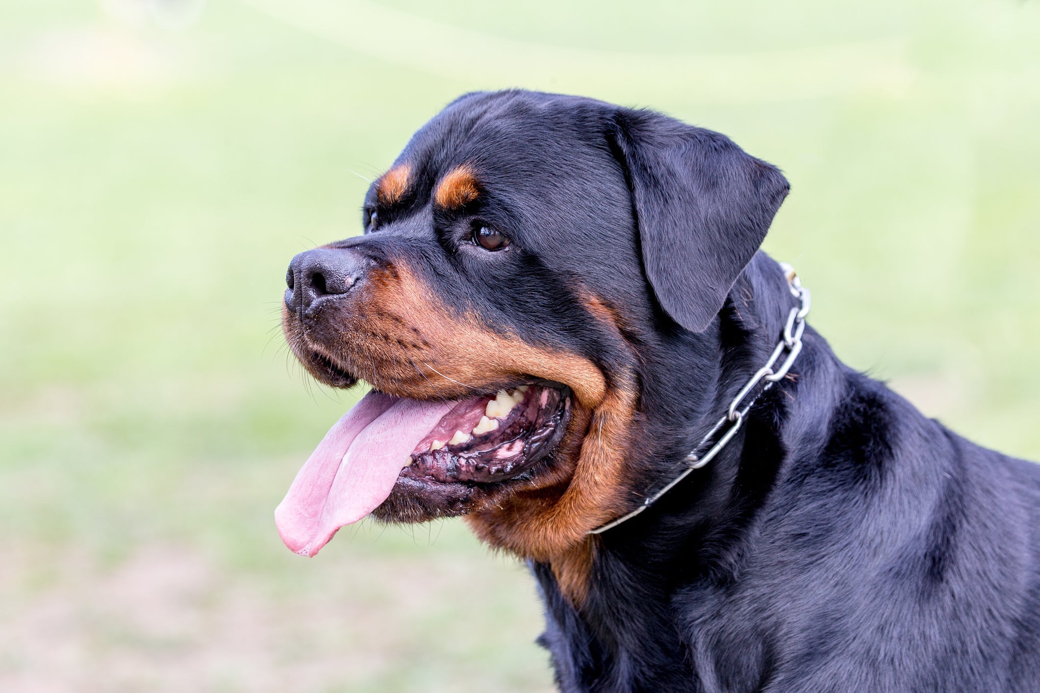 Cães da raça Rottweiler podem viver mais de 10 anos com cuidados regulares e adequados com a saúde