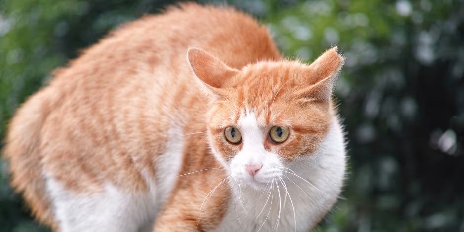 Se um gato estiver estressado, ele pode parecer mais desconfiado e cauteloso, como o da foto.